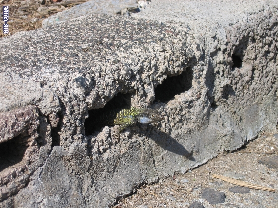 http://www.mtb-guide.de/pixlie/cache/vs_05_Teneriffa_025_IMG_0851.jpg