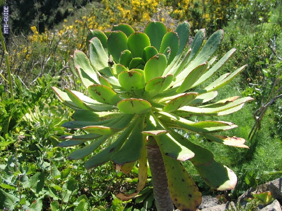 http://www.mtb-guide.de/pixlie/cache/vs_05_Teneriffa_075_IMG_0879.jpg